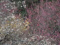 紅白の梅の花とロウバイ