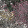 紅白の梅の花とロウバイ