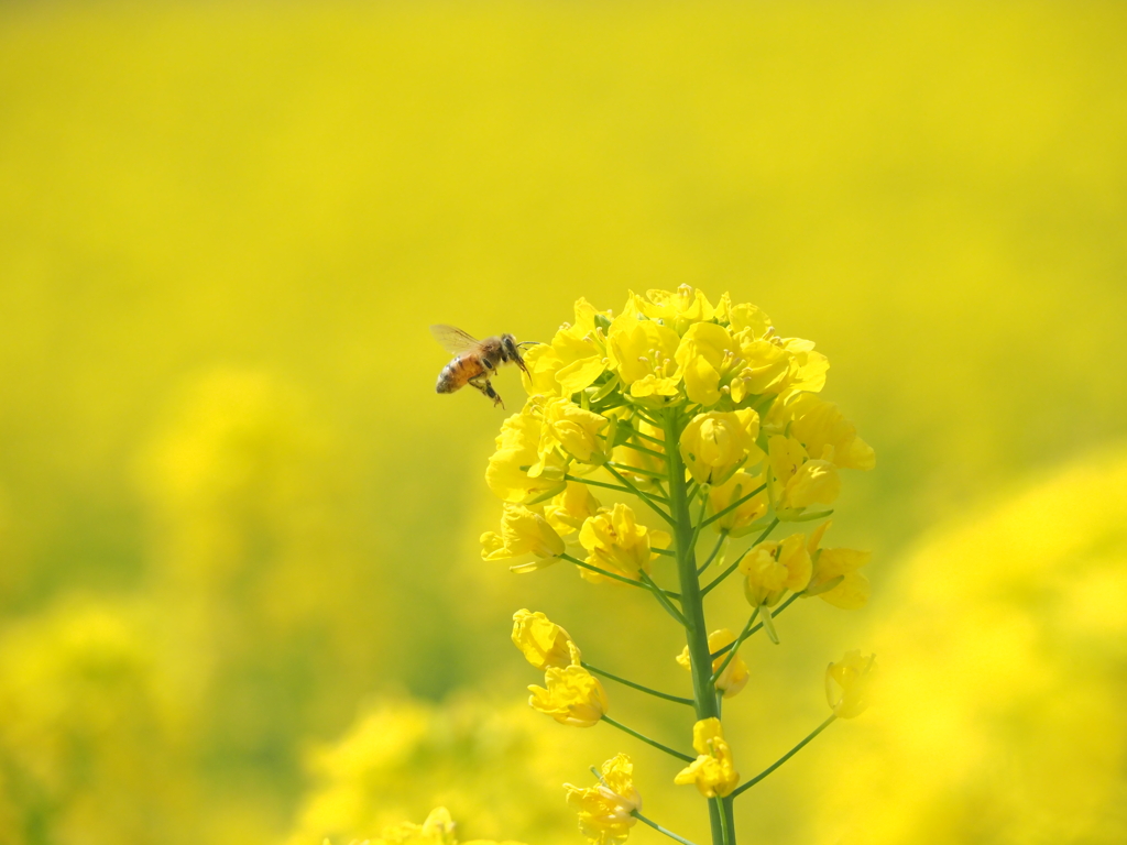 菜の花とミツバチさん