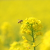 菜の花とミツバチさん