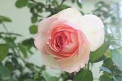 ピエール・ド・ロンサール　3