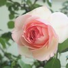 ピエール・ド・ロンサール　3