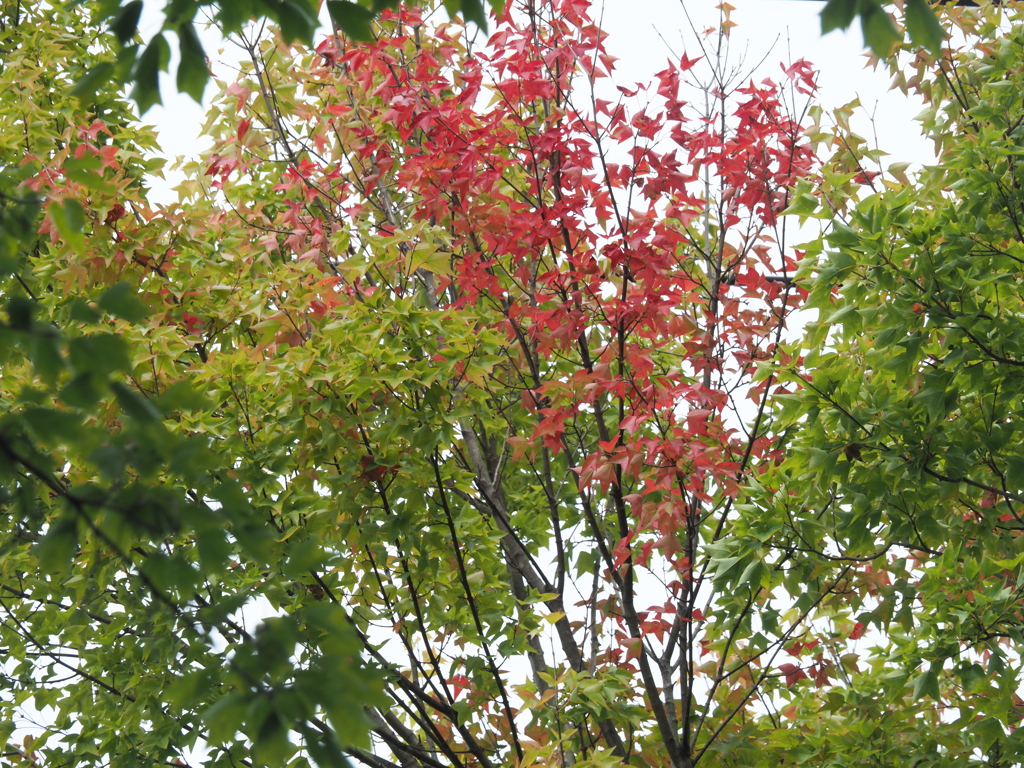 赤く