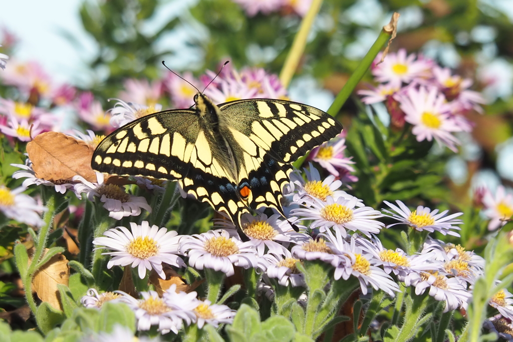 小菊のなかで　2