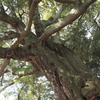 椎の木 2