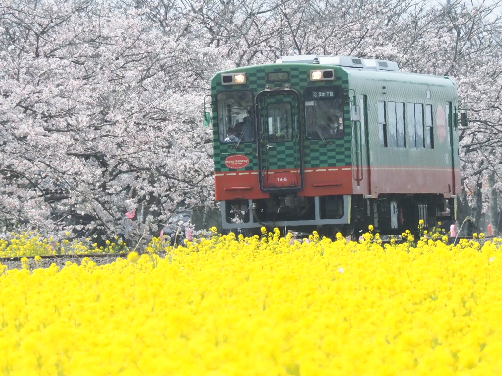 真岡鉄道（もおか）