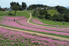 桃色吐息