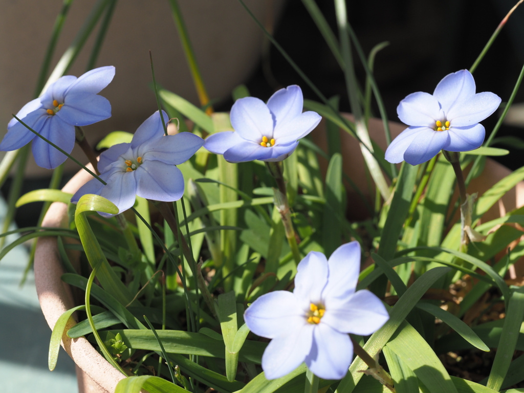 ベランダで咲く春のお花たち