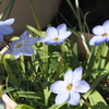 ベランダで咲く春のお花たち