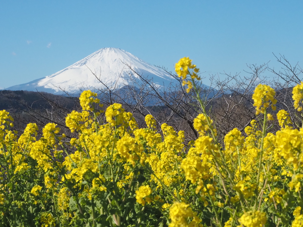 菜の花