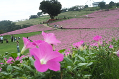 桃色吐息（ペチュニア）