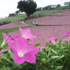 桃色吐息（ペチュニア）