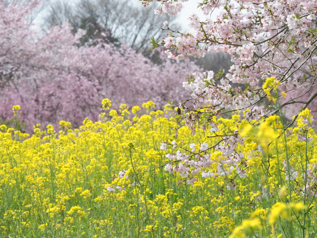 桜と菜の花