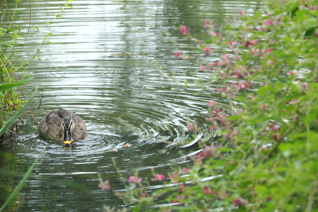 カルガモさん