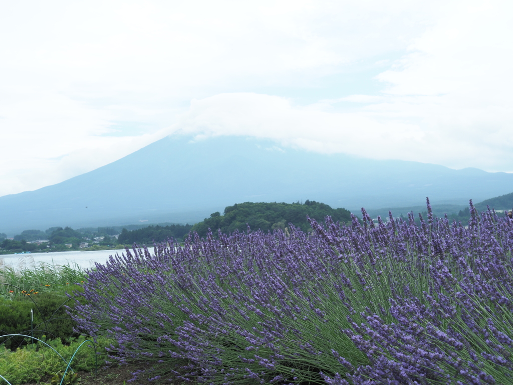 富士山とラベンダー