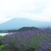 富士山とラベンダー