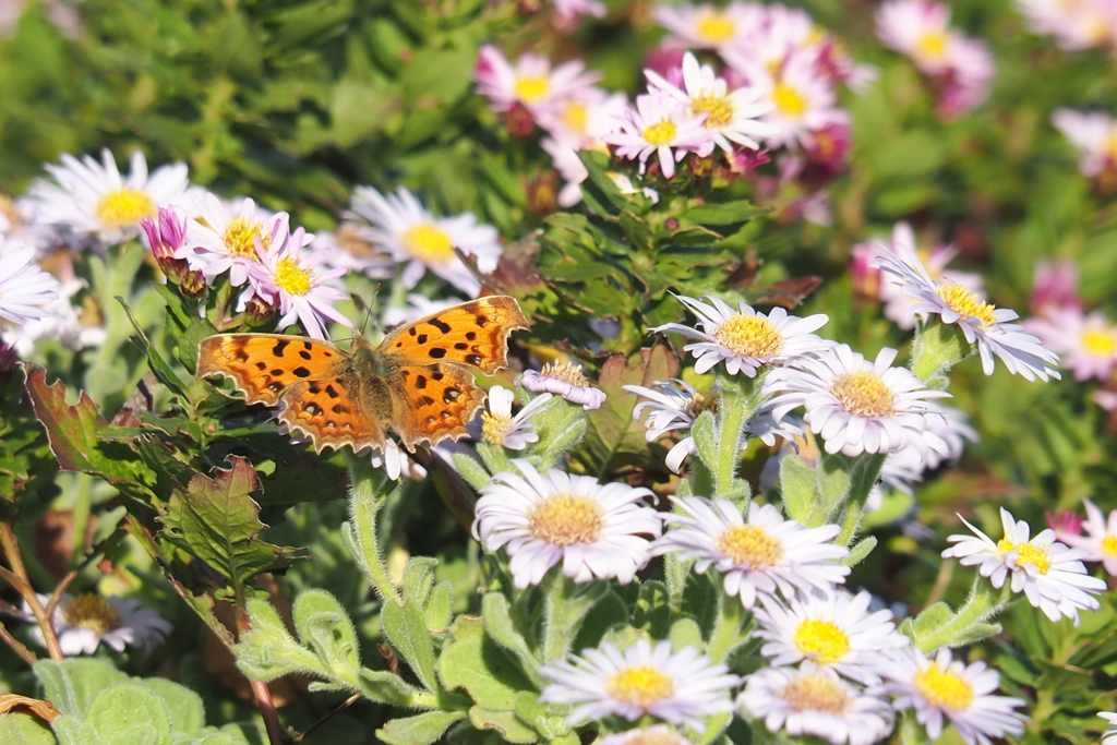 小菊のなかで　1