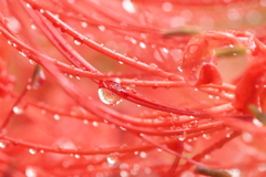 水滴　2