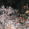 冬桜