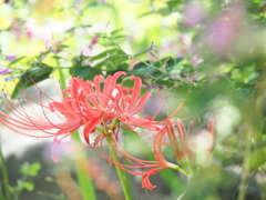 ハギの花にかこまれて