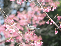 シジュウカラさん