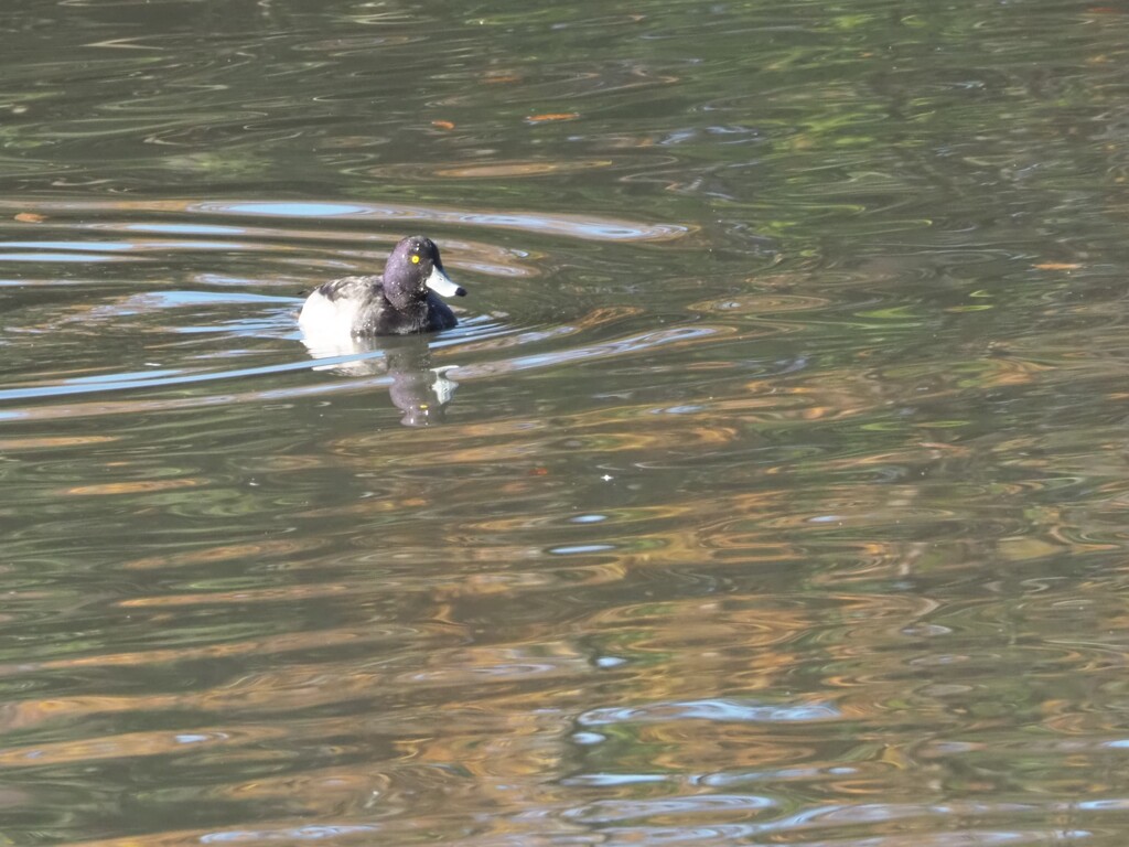 キンクロハジロさん