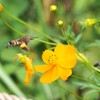 キバナコスモスとホウジャク
