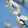 花桃