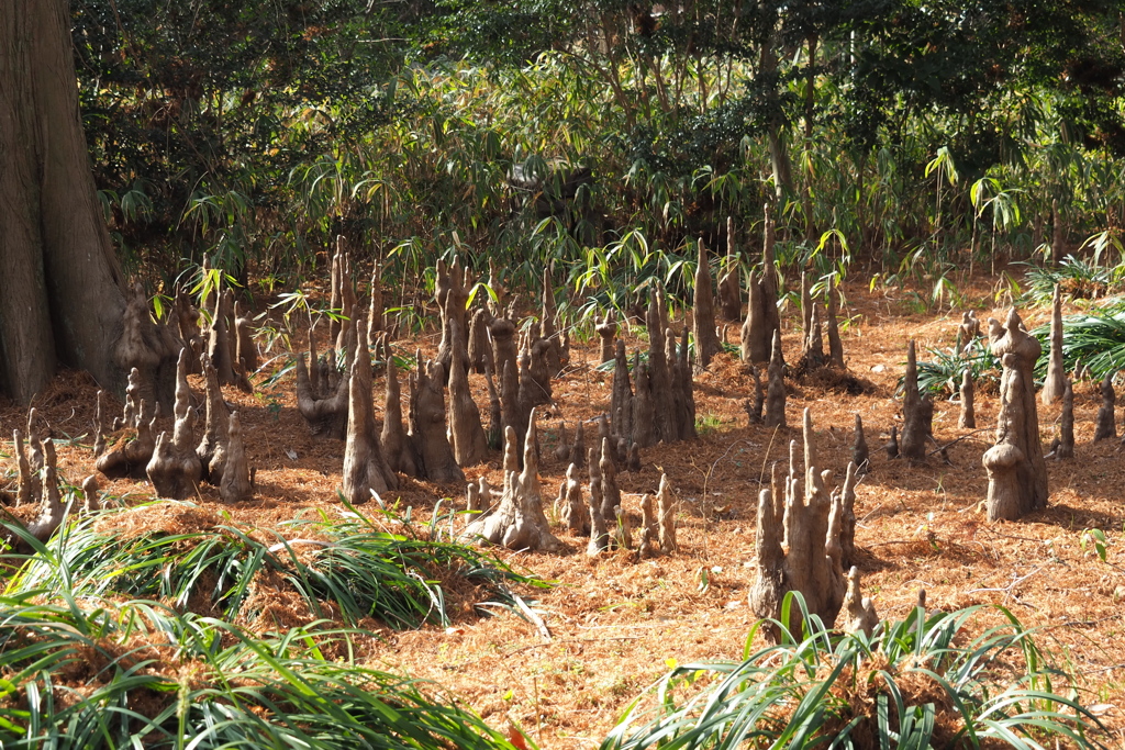 ラクウショウのキコン