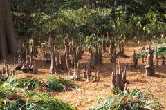 ラクウショウのキコン