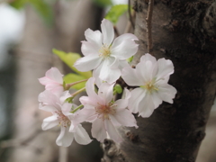十月桜