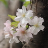 十月桜