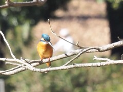 カワセミさん