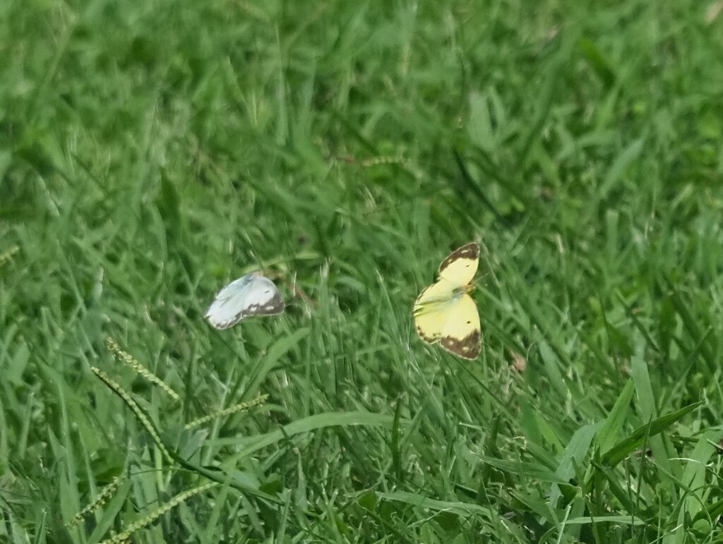 チョウチョさん
