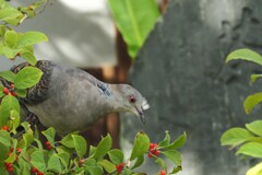ハトさん