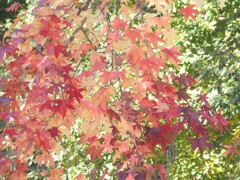 紅葉