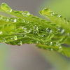 水滴