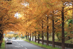 メタセコイア並木