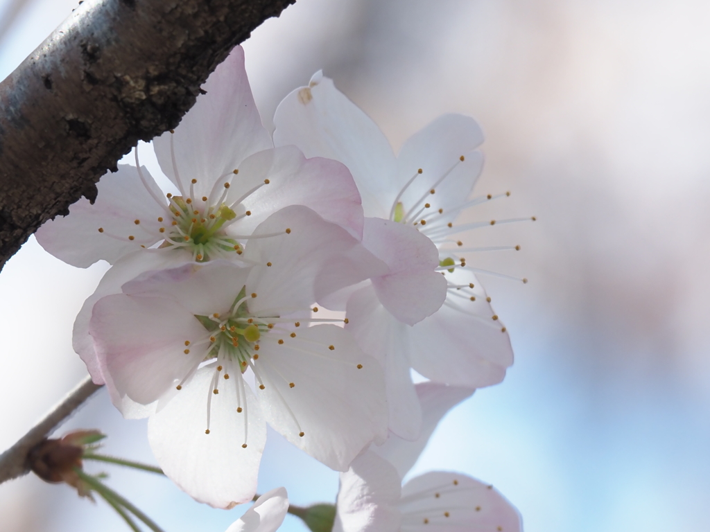 春めき桜