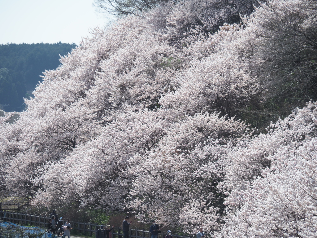 春めき桜　1