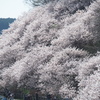 春めき桜　1