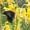 カラスアゲハ