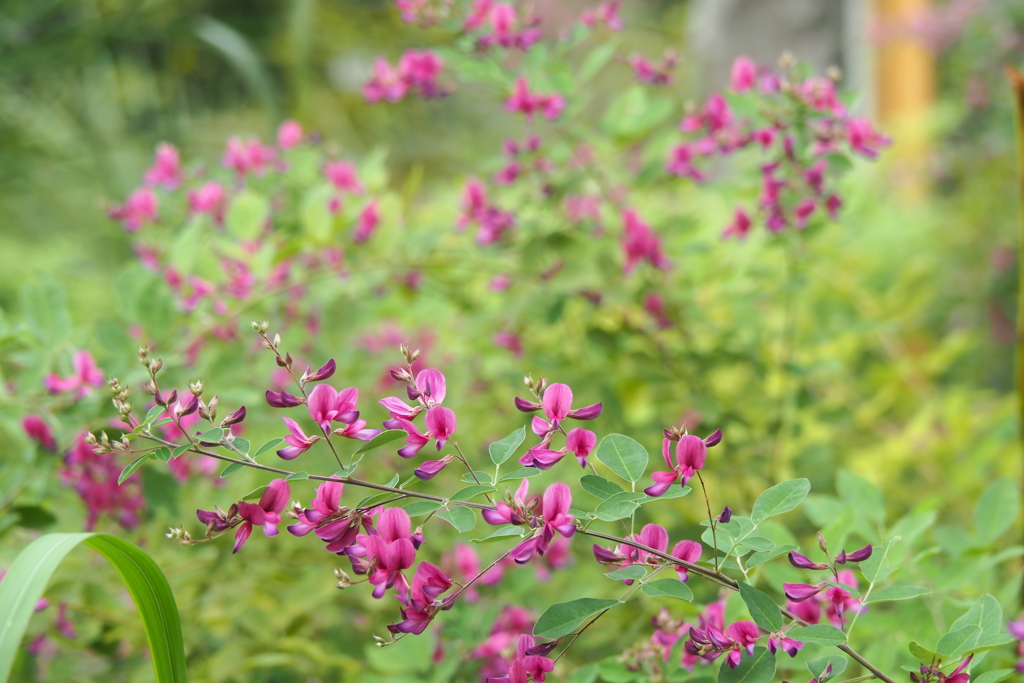 ハギの花