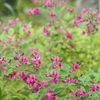 ハギの花