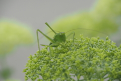 キリギリス？