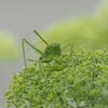 キリギリス？