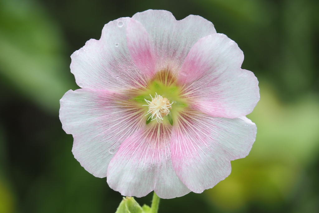 何のお花？