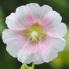 何のお花？