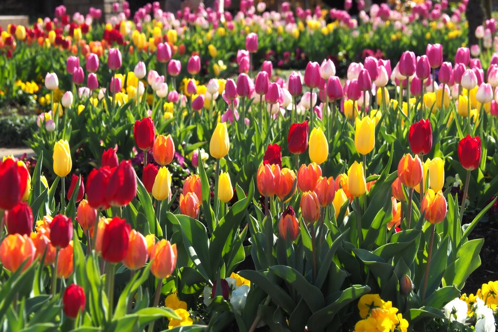 アイスチューリップ（1）