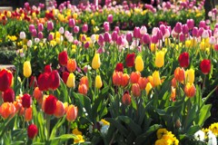 アイスチューリップ（1）